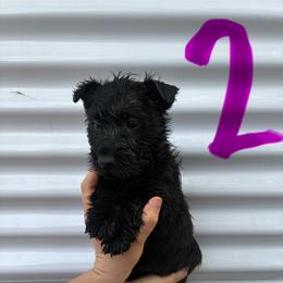 Kendra - Black female Scottish Terrier puppy in Chattanooga, Tennessee from Oodles of Cuties!