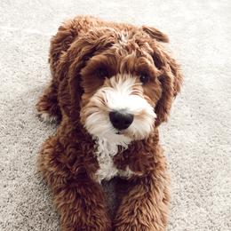 Australian Labradoodles from Sweet Maple Labradoodles, LLC