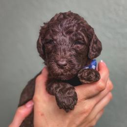 Iris - Brown female Poodle puppy in Midwest City, Oklahoma from Strawberry Hill Puppy Patch