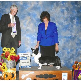 Cardigan Welsh Corgi All Grown Up from Wingsong