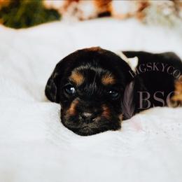 White collar - Black and tan female Cockapoo puppy in Missoula, Montana from Big Sky Cockapoos