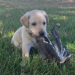Australian Shepherd and Labrador Retriever Puppies from Wheatland Dog Center