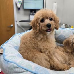 Cuddles - Apricot male Cavapoo puppy in Washington from Mt.BakerPoodles&Doodles