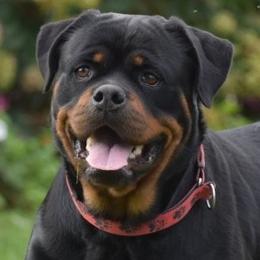 Isla - Rottweiler