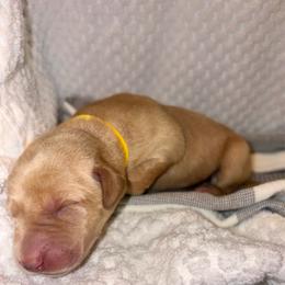 Yellow - Yellow female Labrador Retriever puppy in Heath Springs, South Carolina from Rich Hill Retrievers