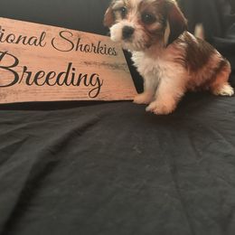 Red Collar - Liver and white male Shorkie puppy in Staten Island, New York from Sensational Shorkies
