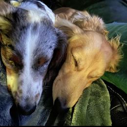 Dachshund Puppies from ForeversEdge Doxies
