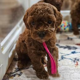 Venetian - Red  female Poodle puppy in Salem, Missouri from Meadowbrook Poodles