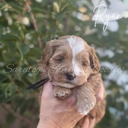 Ryan - Red male Bernedoodle puppy in Saratoga Springs, Utah from Saratoga Springs Doodles