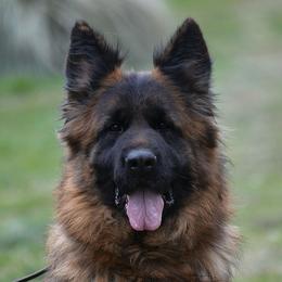 Mala - German Shepherd
