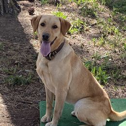 Banshee - Labrador Retriever