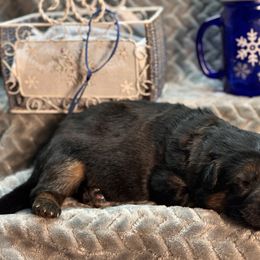 Wilder - Black and red male German Shepherd puppy in Iola, Wisconsin from DeFelice's German Shepherds