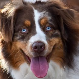 Hazel - Australian Shepherd