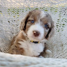 Maggie - Aussiedoodle puppy in Viola, Idaho from LaFarm Doodles