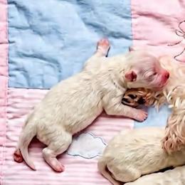 Rhiannon - White female Morkie puppy in Fall River, Massachusetts from Exquisite Babydoll Morkies and Yorkies