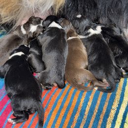 Australian Shepherd puppies from Young Gun Aussies