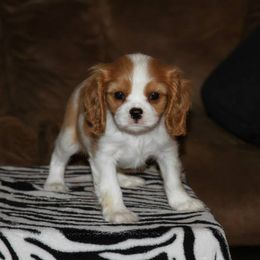 Biewer Terriers and Cavalier King Charles Spaniels from Melt My Heart Cavaliers and Behold! Biewers Terriers