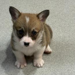 Siri - White and red female Pembroke Welsh Corgi puppy in Jenkinsburg, Georgia from Red Elephant Farms