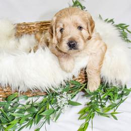 Australian Mountain Doodle, Bernedoodle, and Goldendoodle Puppies from Wynterwood Doodles