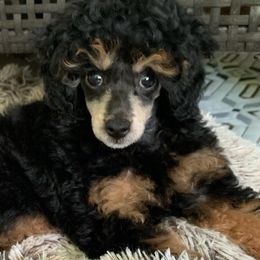 Aussiedoodles and Poodles from Bee Haven Poodles and Doodles