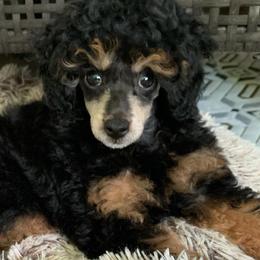 Aussiedoodles and Poodles from Bee Haven Poodles and Doodles