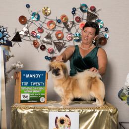 Tibetan Spaniel puppies from Graymatter