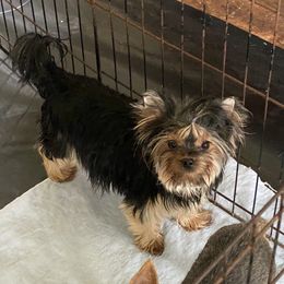 Rosie - Yorkshire Terrier