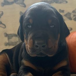 Doberman Pinschers from Creekside Dobermans