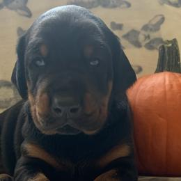 Doberman Pinschers from Creekside Dobermans