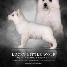 Boy 1 - White male Berger Blanc Suisse puppy in Chestnut, Illinois from Fireside Fernweh