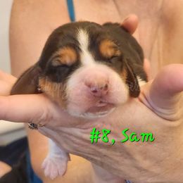 Sam - Brown black and white Basset Hound puppy in Greenleaf, Idaho from Happy Acre Bassets