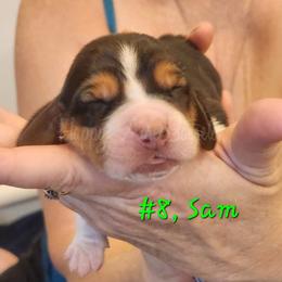 Sam - Brown black and white Basset Hound puppy in Greenleaf, Idaho from Happy Acre Bassets