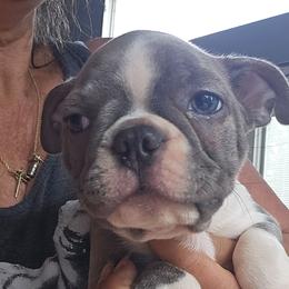 Ludwig  Boy 2 (3rd born) - Blue male Boston Terrier puppy in Versailles, Indiana from Benhams Bostons