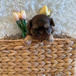 Greene - Chocolate and tan male Shih Tzu puppy in Success, Missouri from Sweet Success