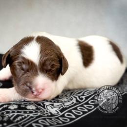 Mister Black - Chocolate male Australian Labradoodle puppy in Wake Forest, North Carolina from Lucky Country Labradoodles
