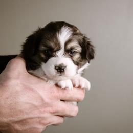 Leanna - Black and tan female Pembroke Welsh Corgi puppy in South Otselic, New York from Ridge Top Corgis
