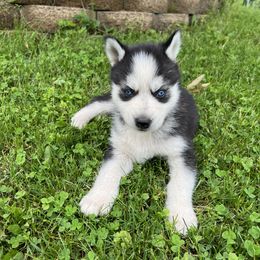 Siberian Huskies from Angelica Zhushma