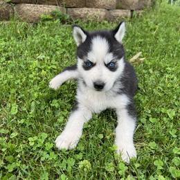 Siberian Huskies from Angelica Zhushma