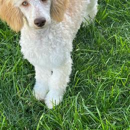 Millie - Apricot female Poodle puppy in Caldwell, Idaho from Treasure Valley Poodles
