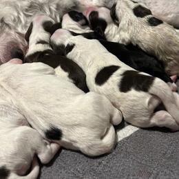 Portuguese Water Dog puppies from Stacy's PWD Portuguese Water Dogs