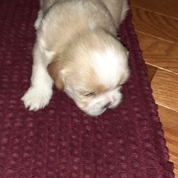 Shih Tzu Puppies from N.F.S.T Imperial ShihTzu Puppies.