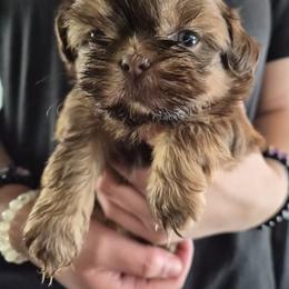 Bean - Red and tan male Shih Tzu puppy in Green Valley Lake, California from All American Shih Tzu Puppies