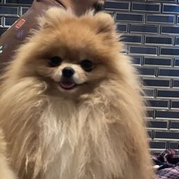 Max - Pomeranian