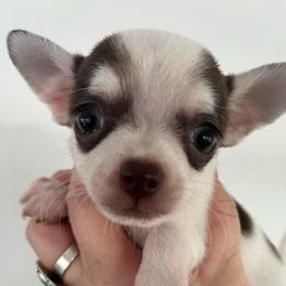 Fern - Chocolate and white male Chihuahua puppy in Coweta, Oklahoma from Green Country Chihuahuas