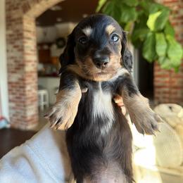 Lucian - Black and cream male Dachshund puppy in Baton Rouge, Louisiana from Bayou d’ Elara Dachshunds