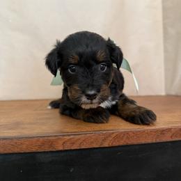 Cupid - Black tri-color male Aussiedoodle puppy in Eastland, Texas from H5 Mini Doodles