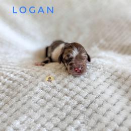 Logan - Merle male Goldendoodle puppy in Dallas County, Texas from Dream A Little Doodle