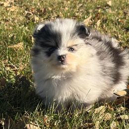 Female - Blue merle female Pomeranian puppy in Indiana from Unique Uprisings