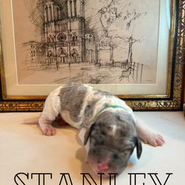Stanley - Merle male Bernedoodle puppy in Julian, Pennsylvania from Happy Valley Doodles
