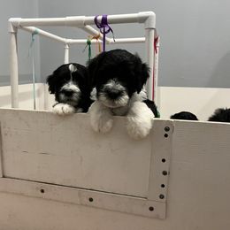 Portuguese Water Dog Puppies from Aguas De Seda PWD